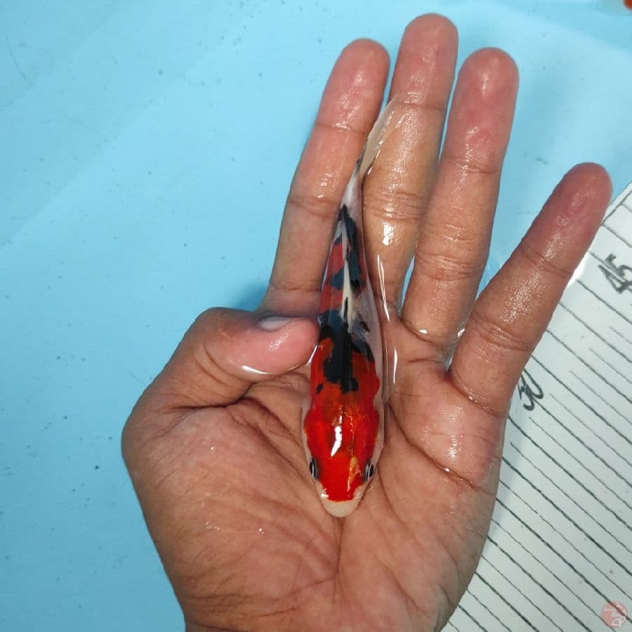 12cm