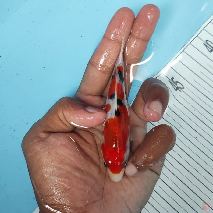 12cm