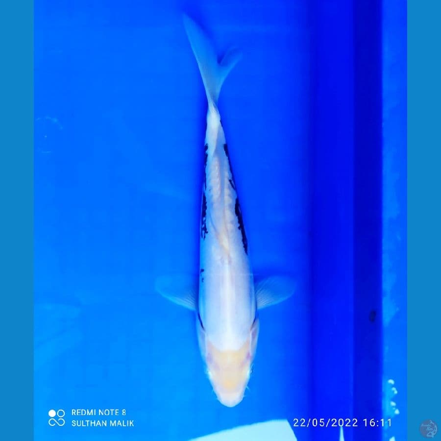 kumon god skin 25 cm