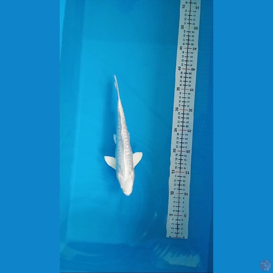 platinum - 25cm Male