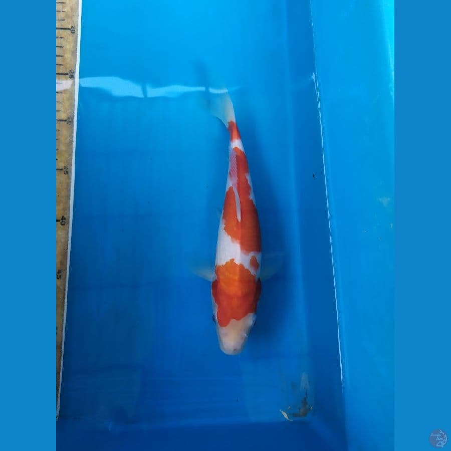 KOHAKU 27CM