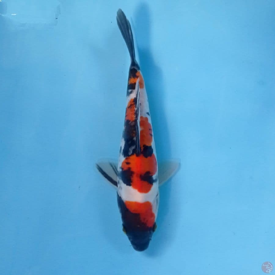 showa doitsu, 19 cm