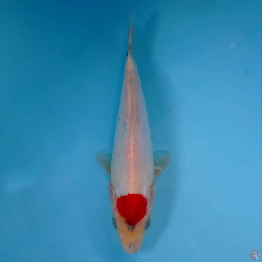 tancho doitsu, 22 cm