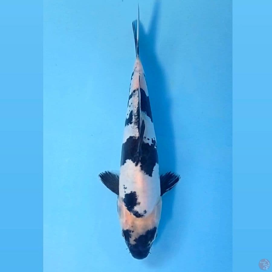 shiro doitsu, 22 cm