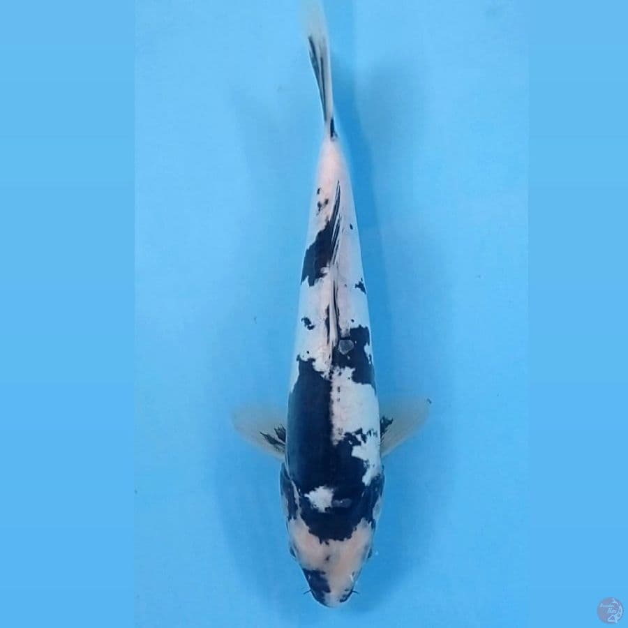 shiro doitsu, 24 cm