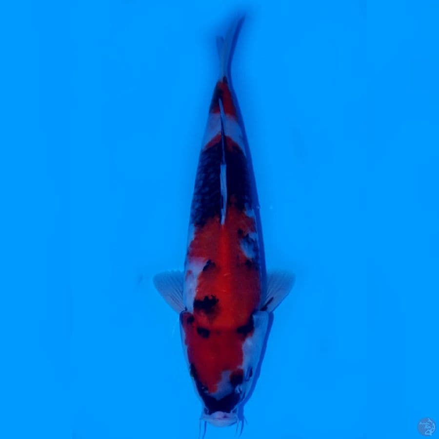 BUNSHIN 2 - SHOWA SANSHOKU HQ 35CM MALE