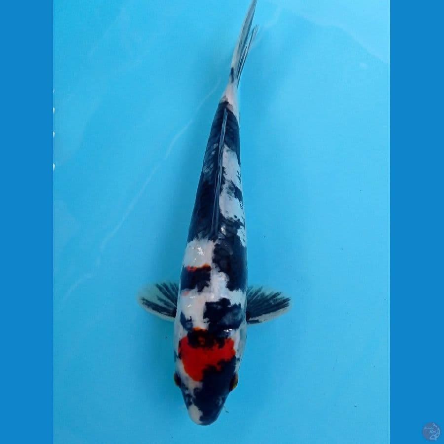 tancho showa doit 22cm