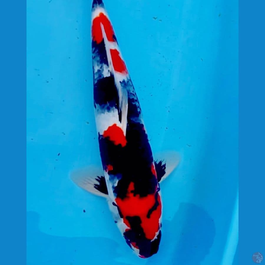 showa sansoku 40 cm