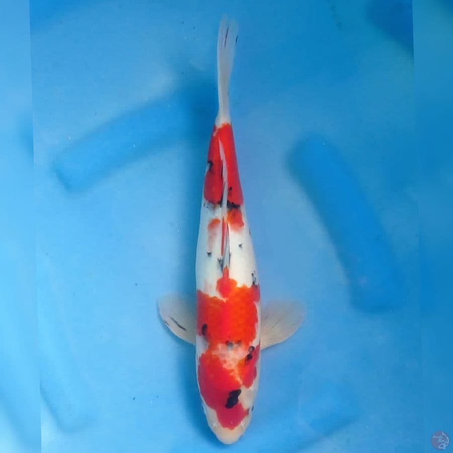 Okawa Sanke