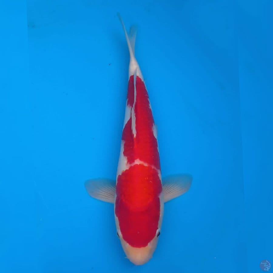 Genjiro Kohaku