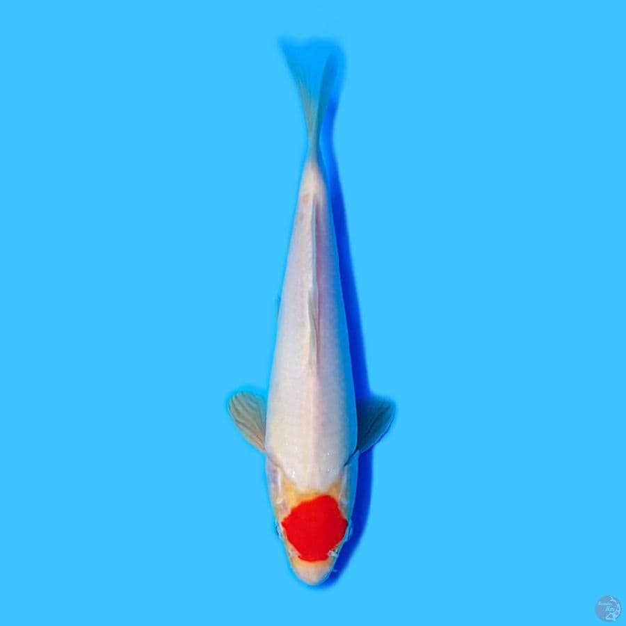 tancho 22cm SQ strong originall