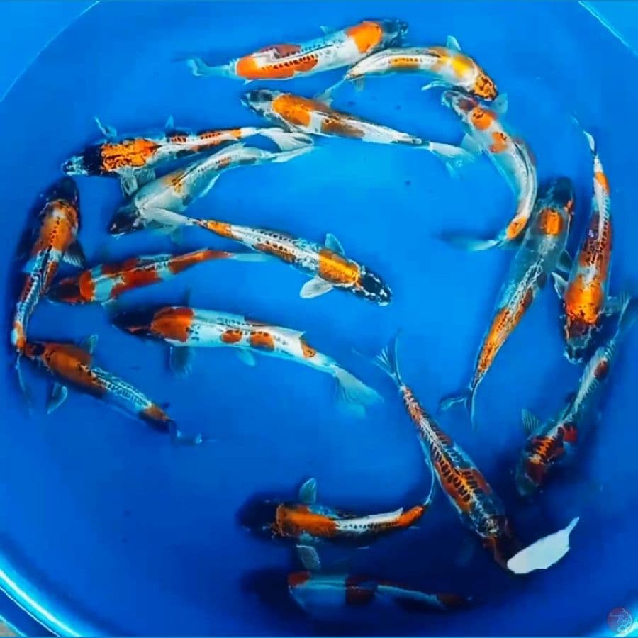 Kikokuryu antik 17ekor 30bu