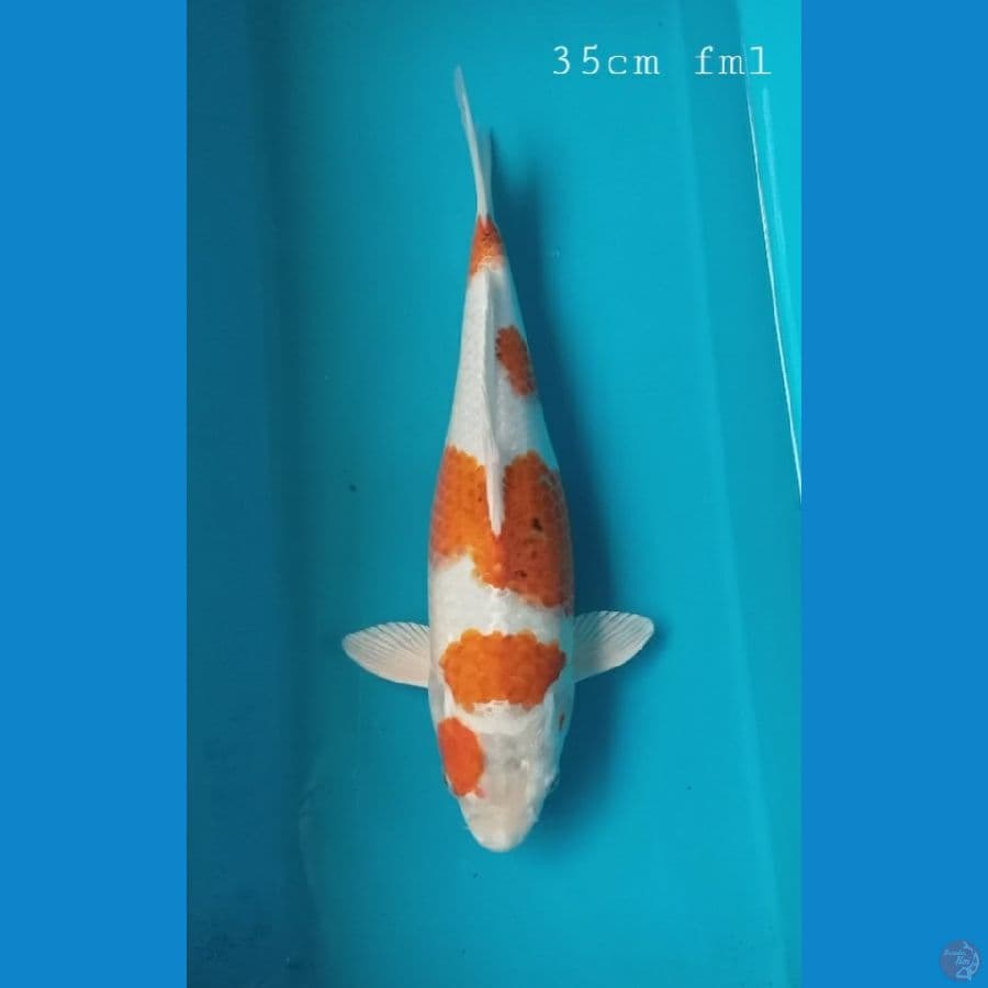 Ai goromo hikari 35cm/fml