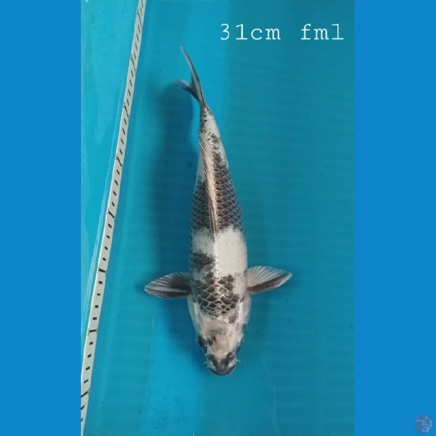 Shiro 31cm/fml