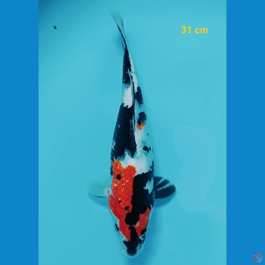 showa 31 cm