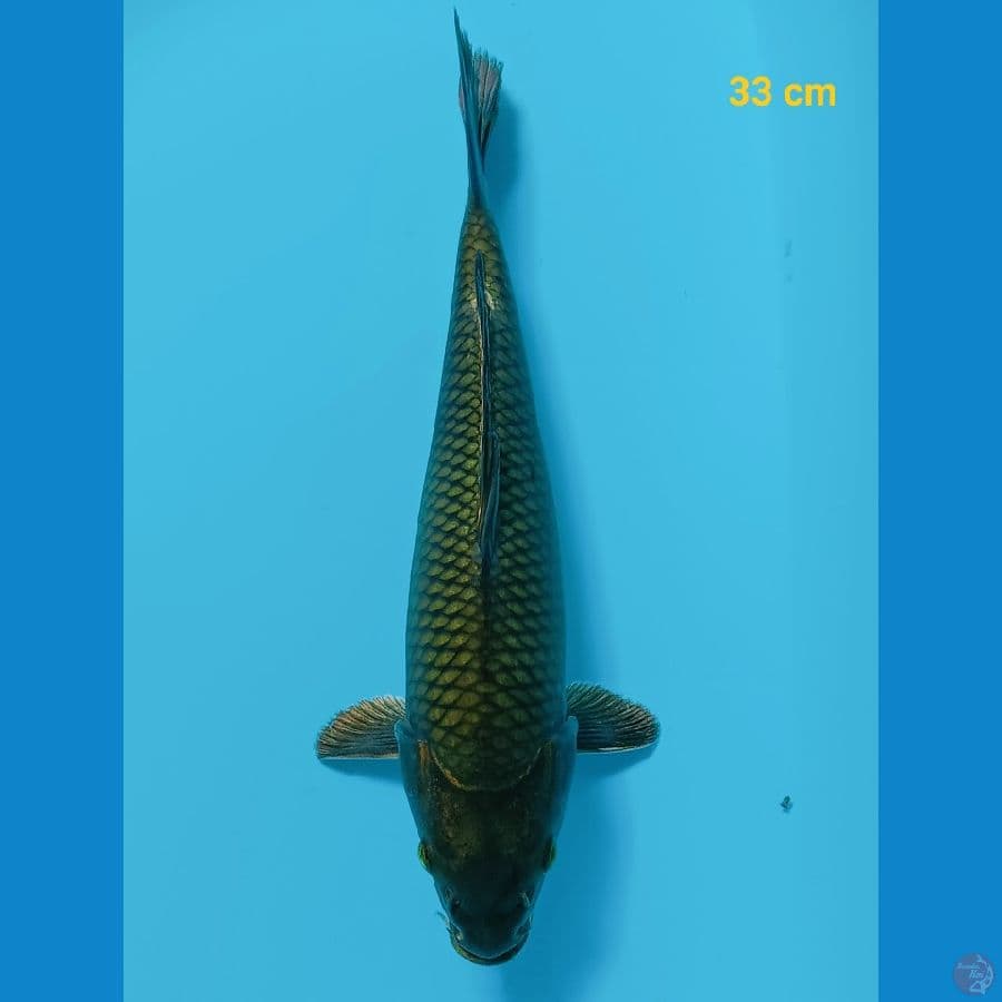 midori 33 cm