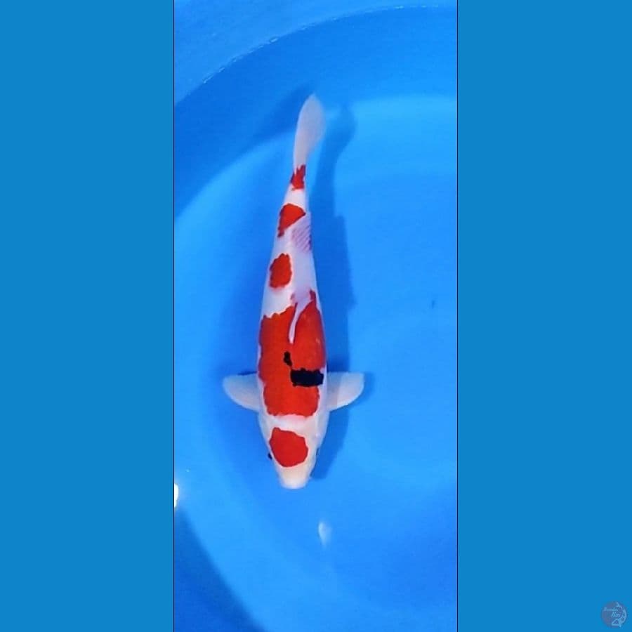 maruten sanke 38cm/ male