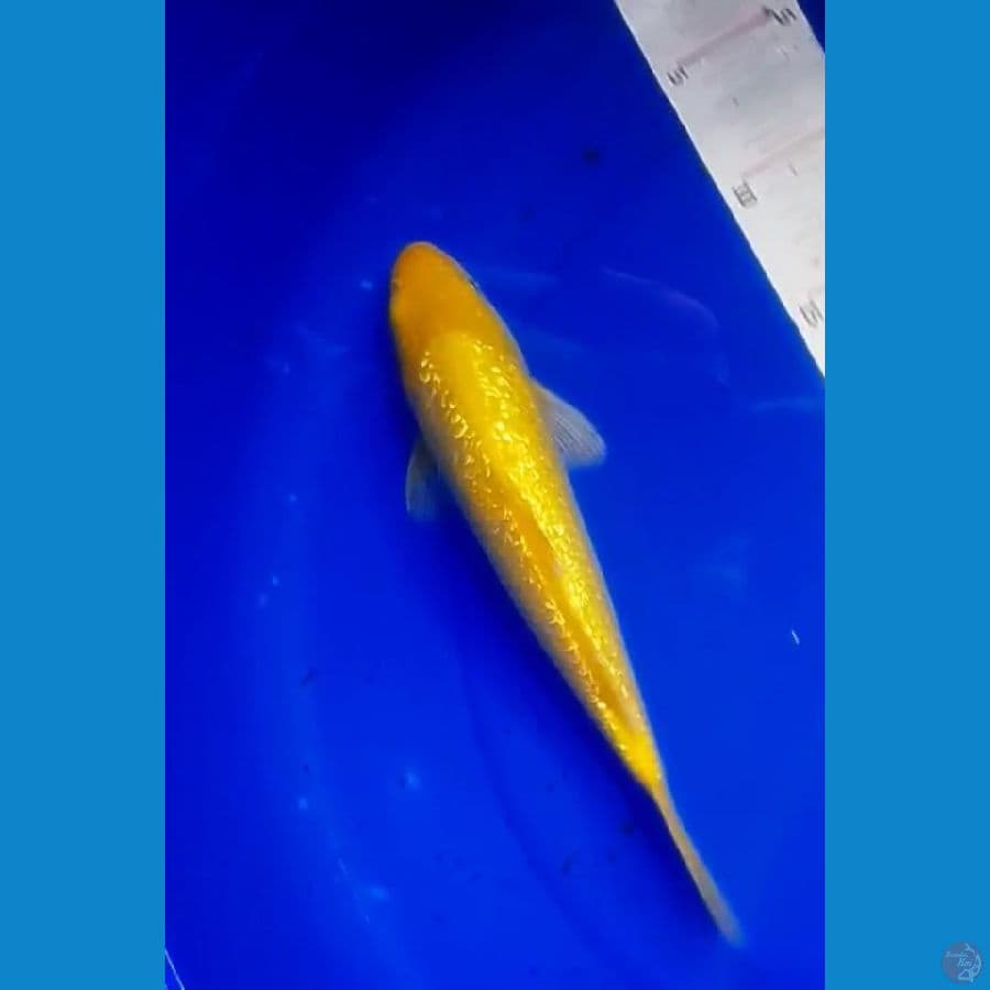 karasi ginrin 29 cm.