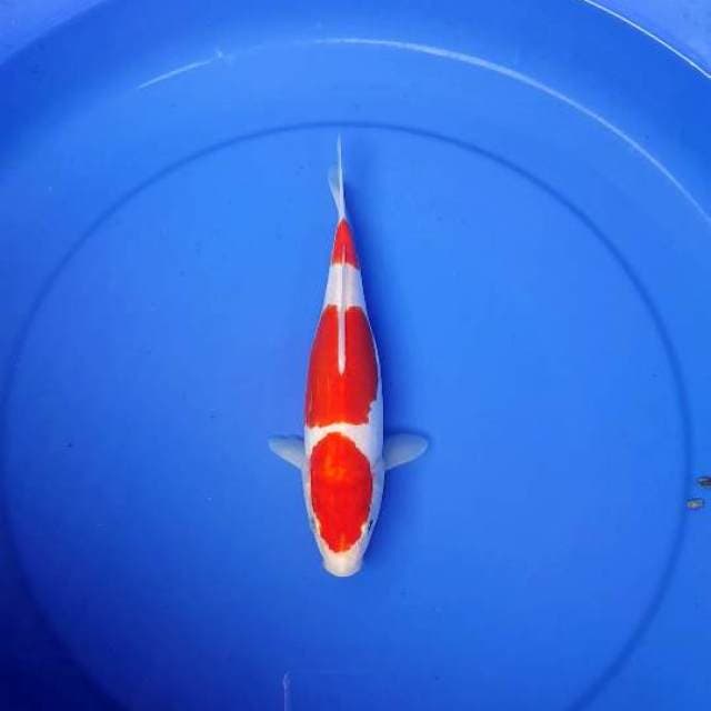 Kohaku koleksi 3 step doitsu murni