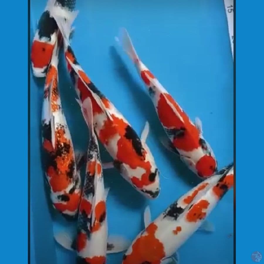 PAKET SHOWA HQ 30-35cm