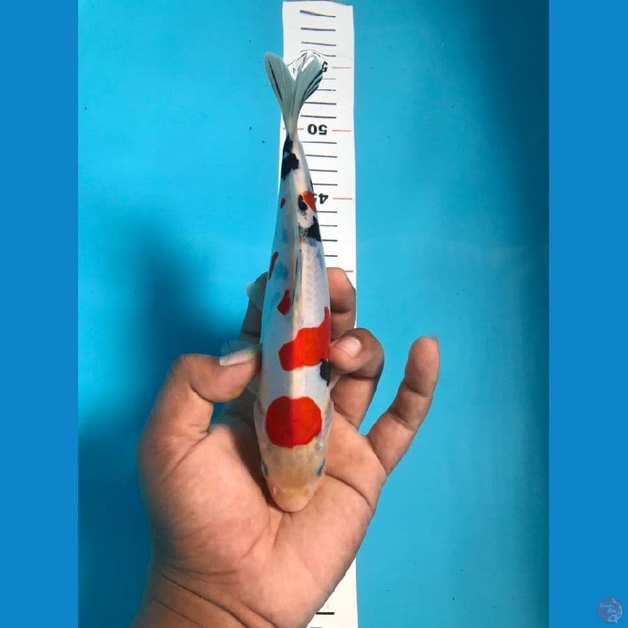 DOITSU SANKE 23cm