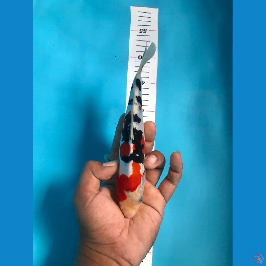 DOITSU SANKE 22cm