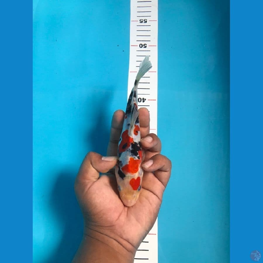 DOITSU SANKE 20cm