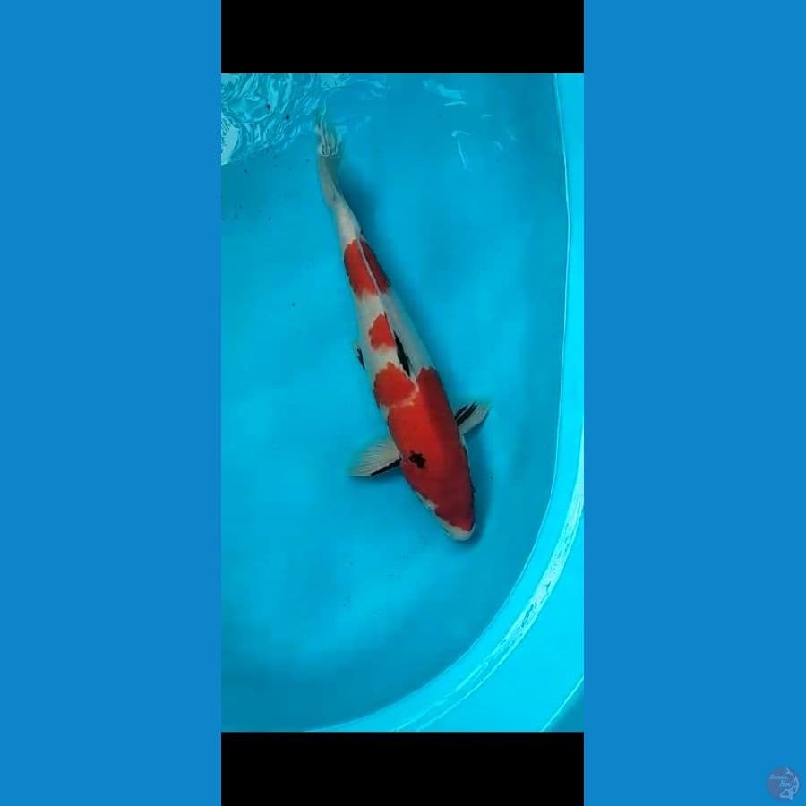 SHOWA TATEGOI / 40 cm /