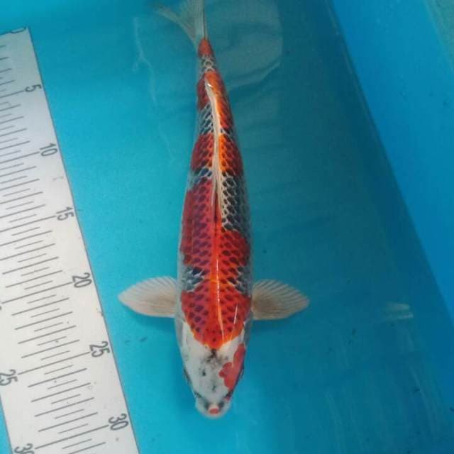 beni gingga