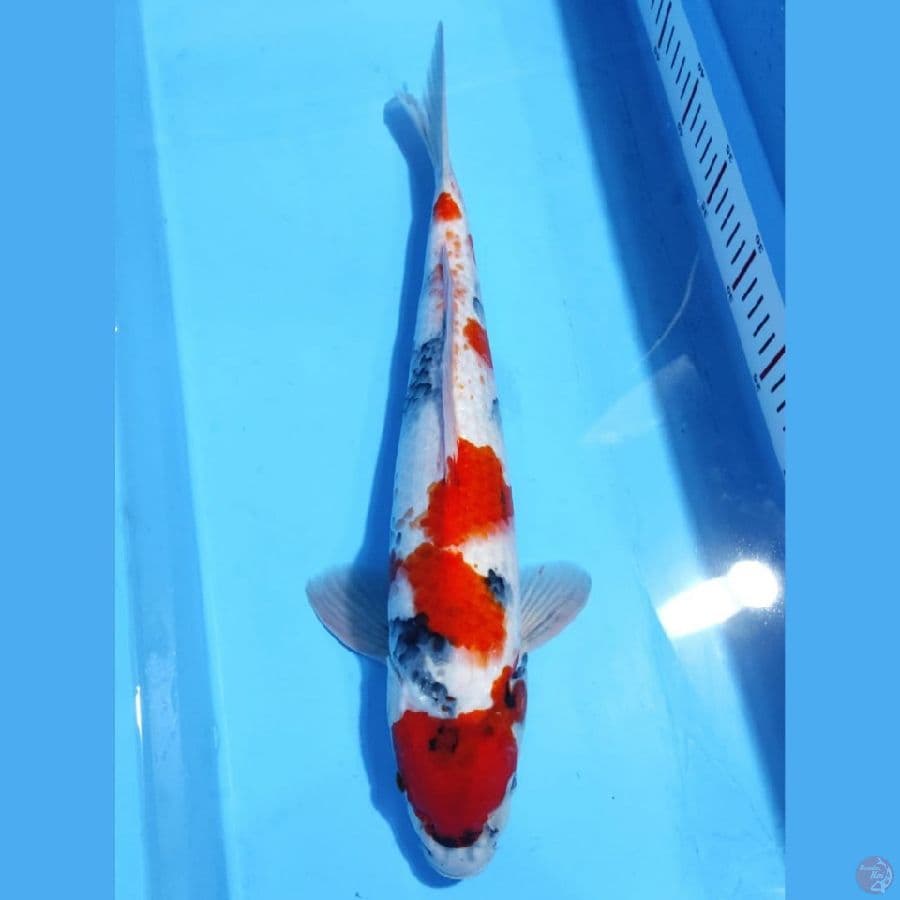 SHOWA TATEGOI F1 PROSPEK JUMBO 40CM MALE