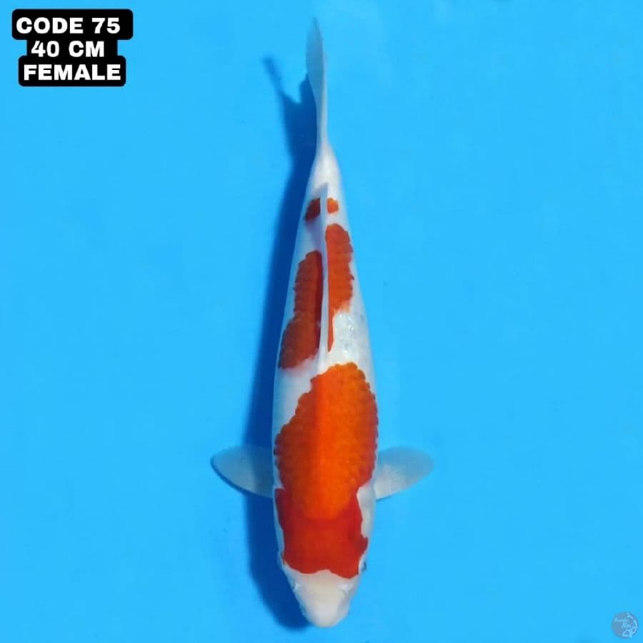 KOHAKU POTENSI JUMBO 40CM FEMALE