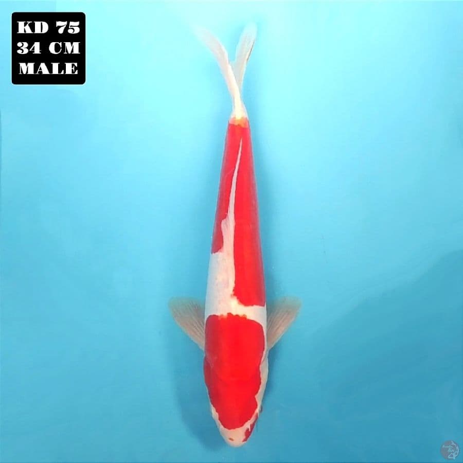 doitsu kohaku
