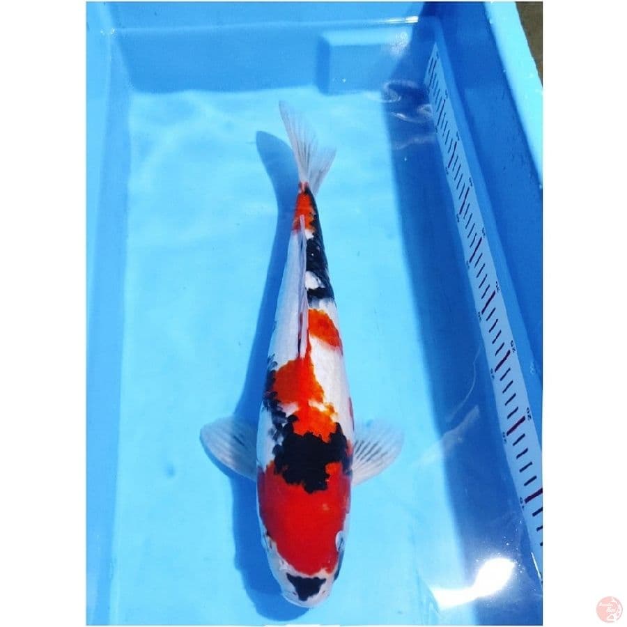 SHOWA PEJANTAN KUALITAS BAGUS 40CM MALE