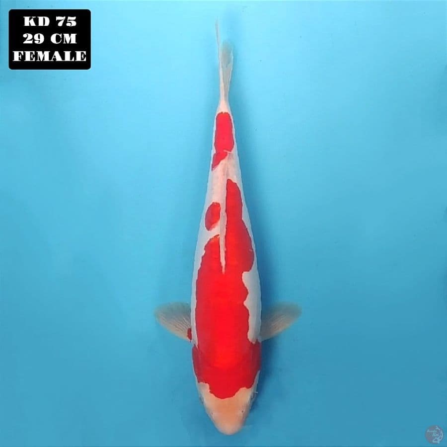 doitsu kohaku