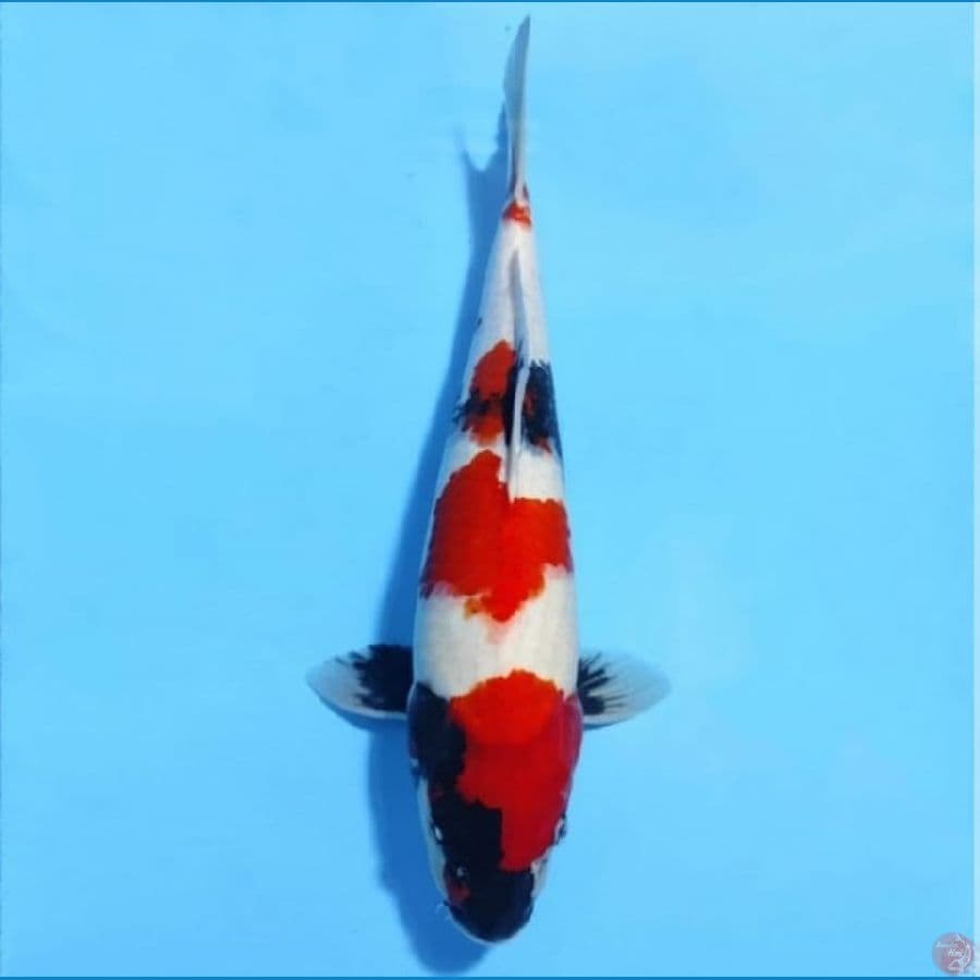 SHOWA CALON JUMBO KUALITAS JOSSS 45CM FEMALE