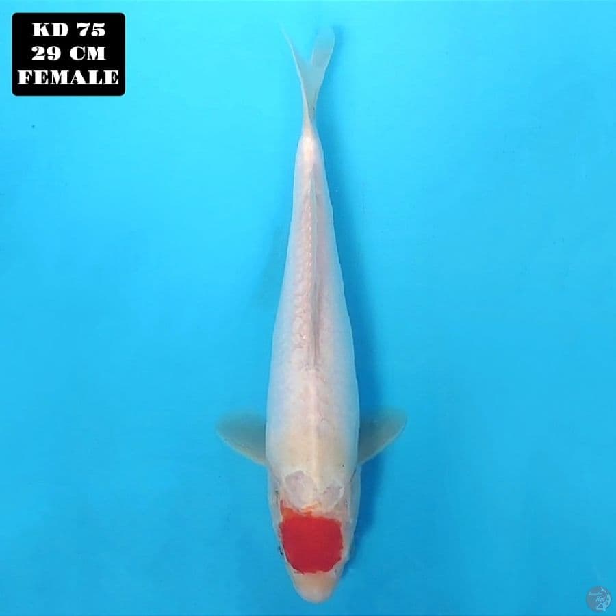 tancho kohaku