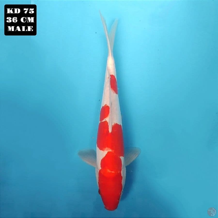 doitsu kohaku