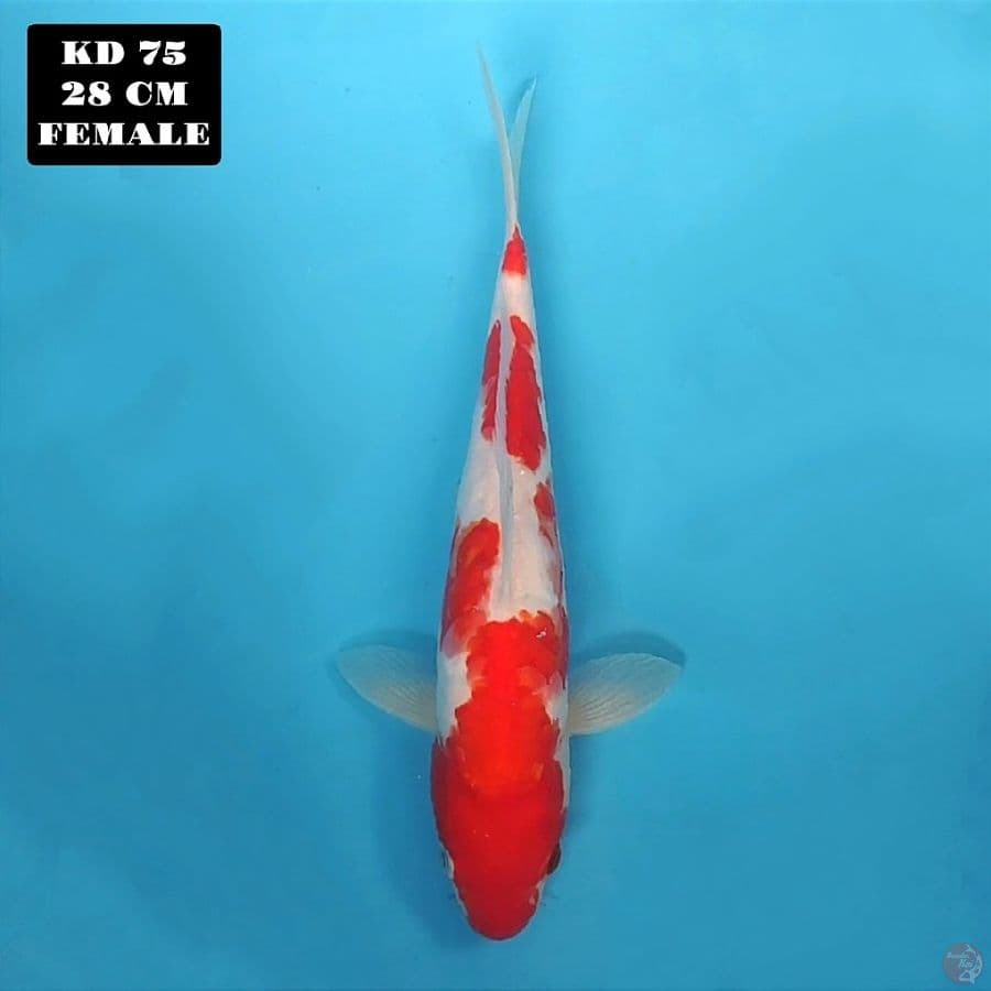 doitsu kohaku