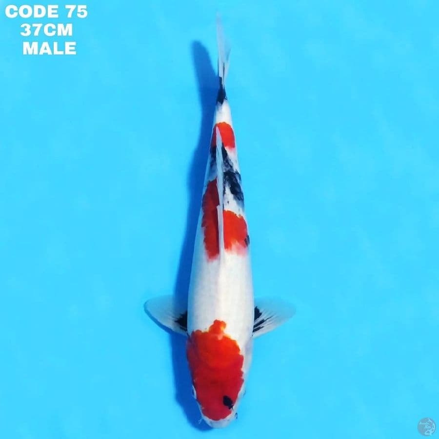 KINDAI SHOWA TATEGOI QUALITY 37 CM MALE