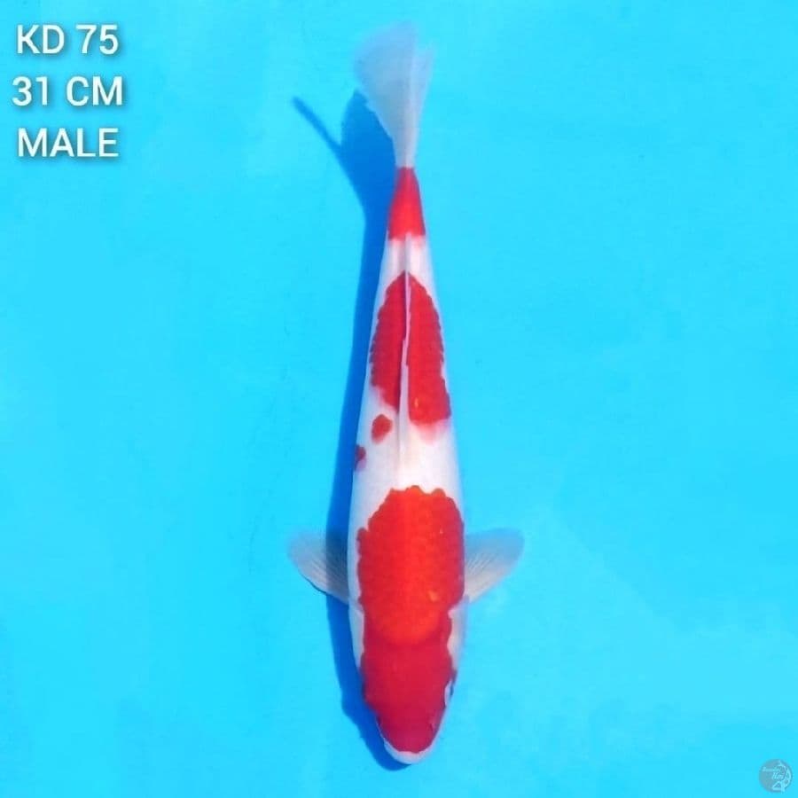 RED STRONG KOHAKU 31 CM