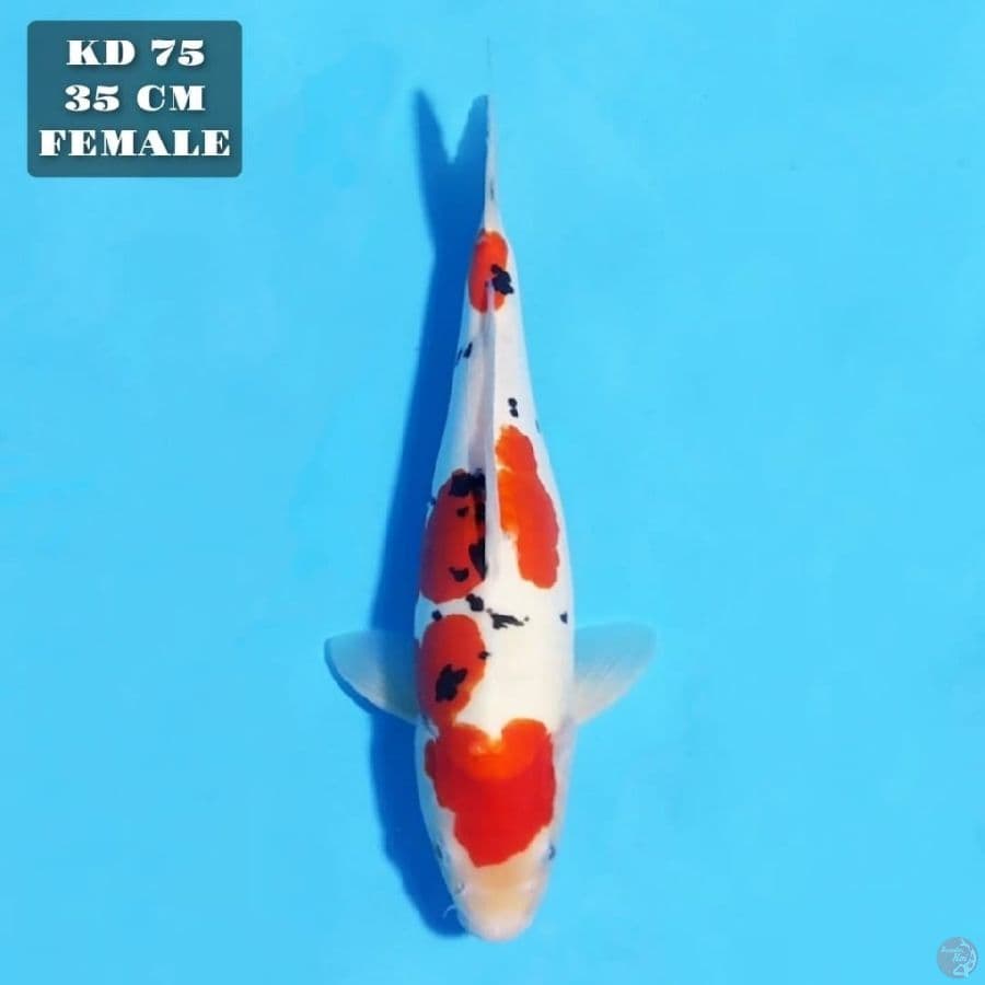 DOITSU MURNI SANKE 35CM FEMALE