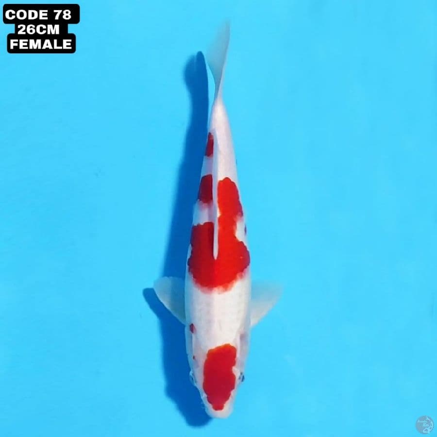 KOHAKU MERAH 26 CM FEMALE