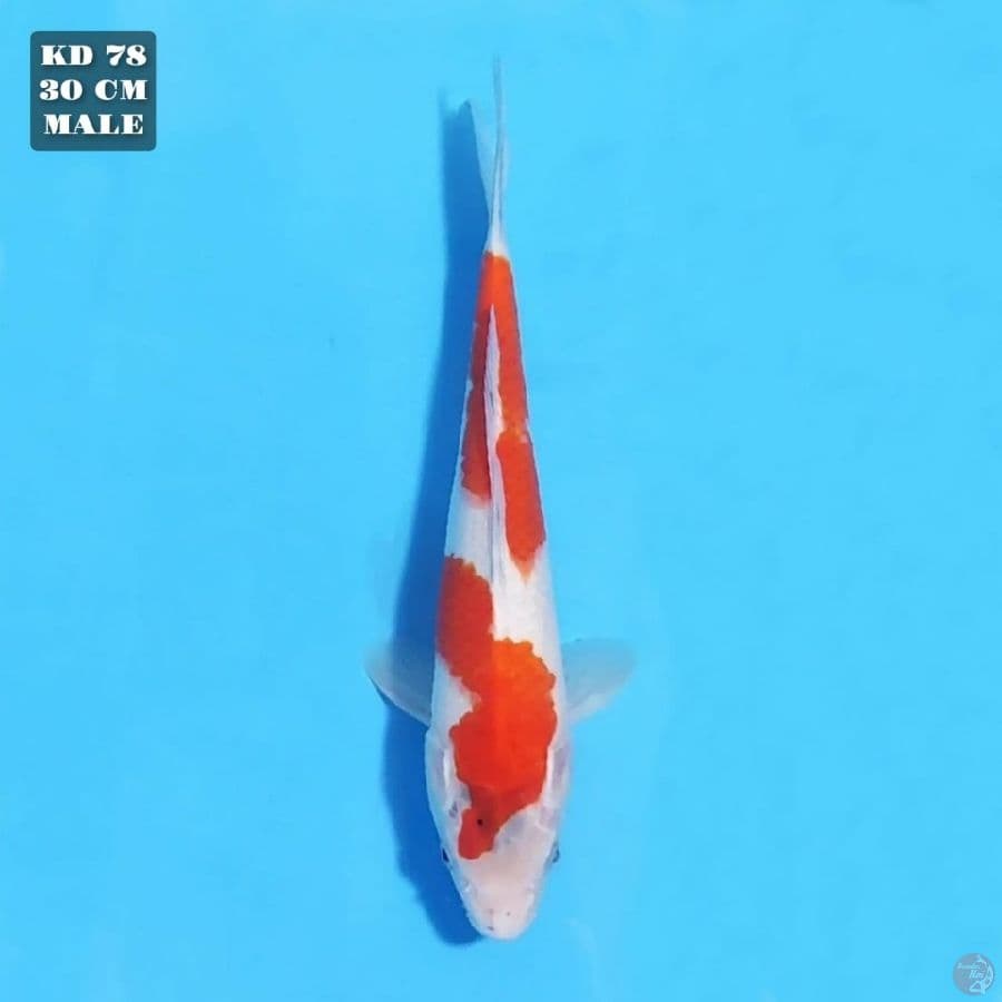 SANKE 30CM MALE