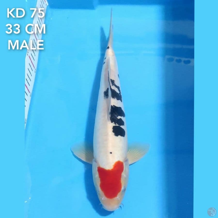 TANCHO SANKE 33 CM MALE