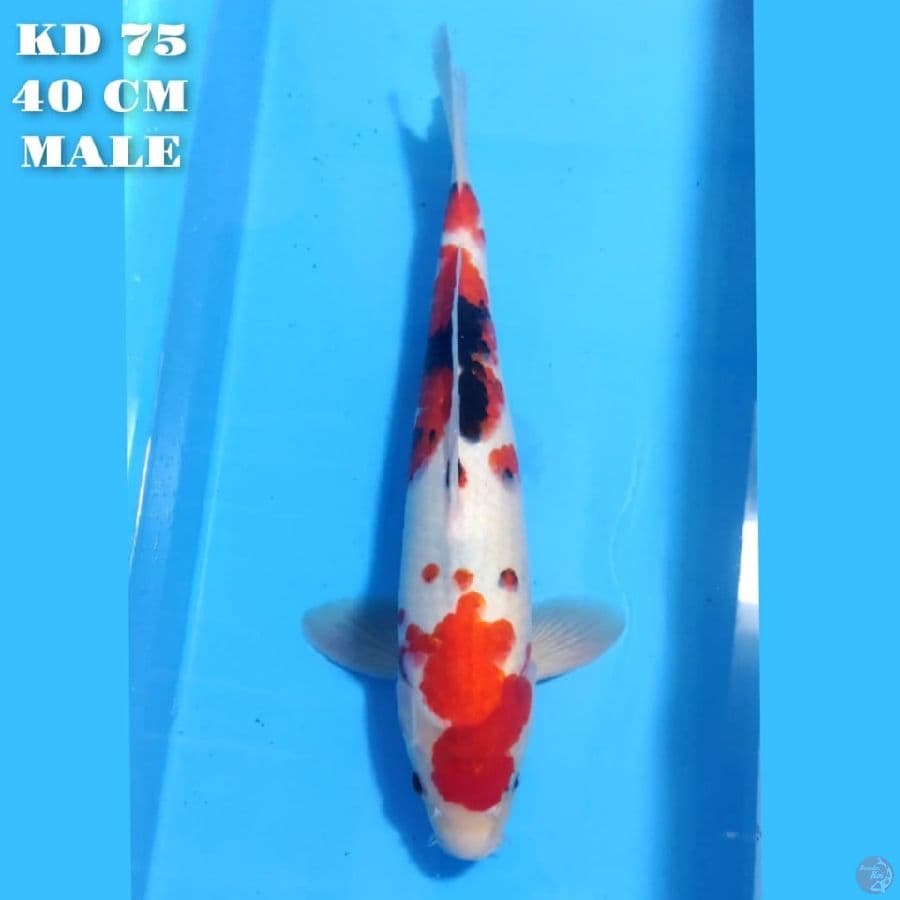 KINDAI SHOWA 40CM MALE