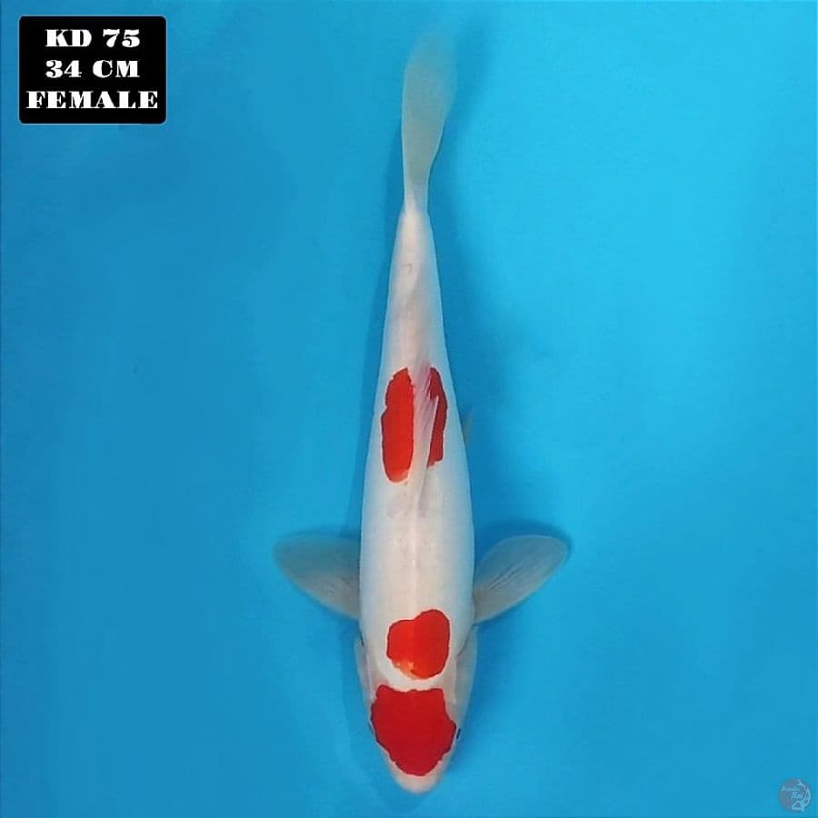 doitsu kohaku