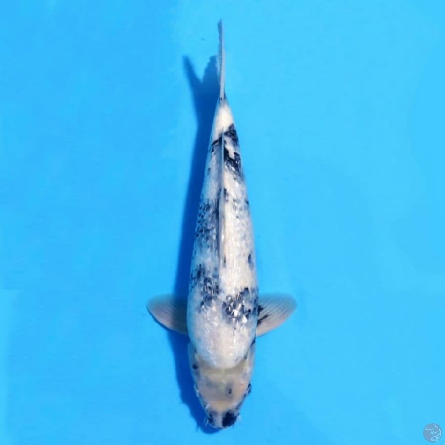 GINRIN SHIRO 40CM MALE