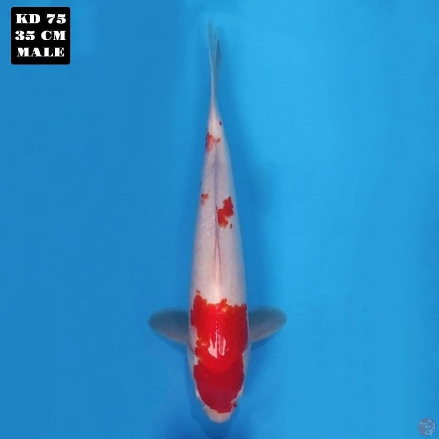 kohaku