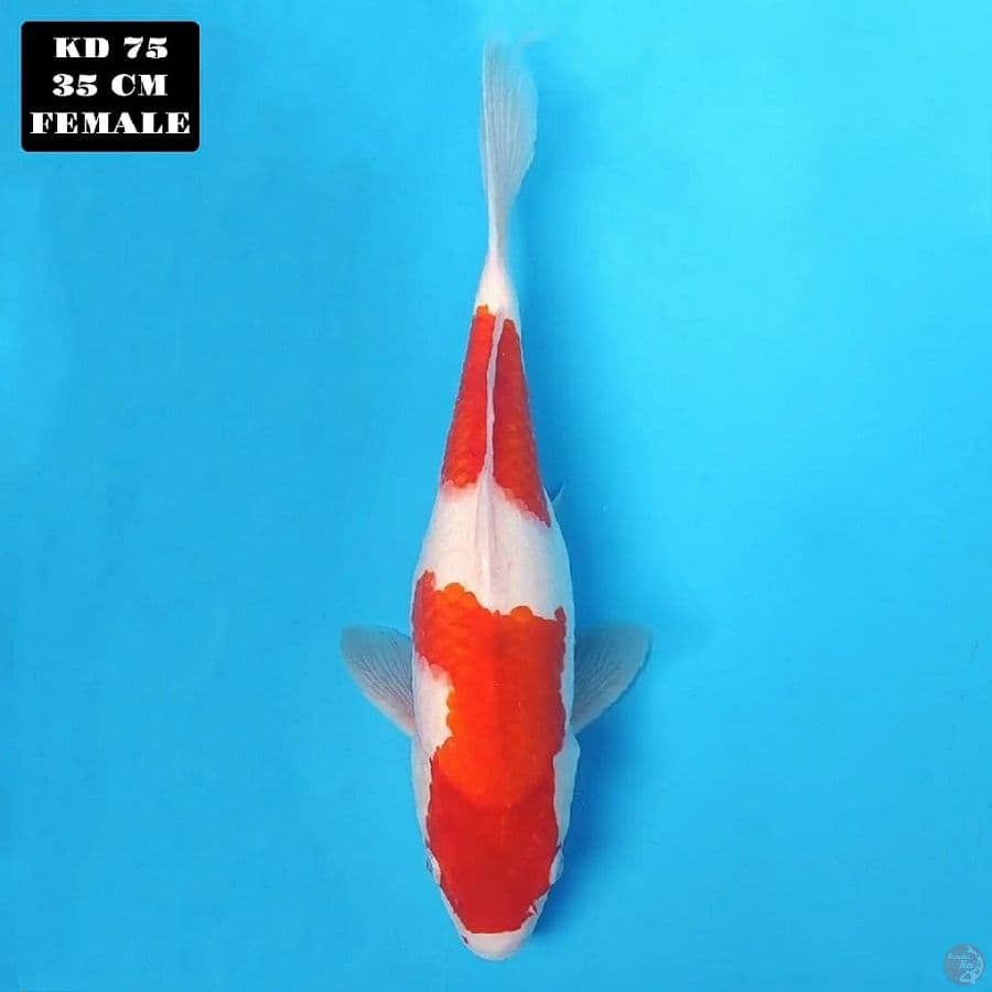 kohaku