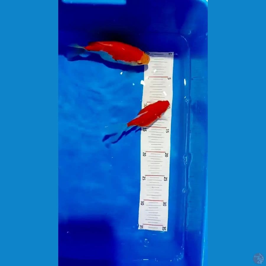 TAMASABA 14 16 CM